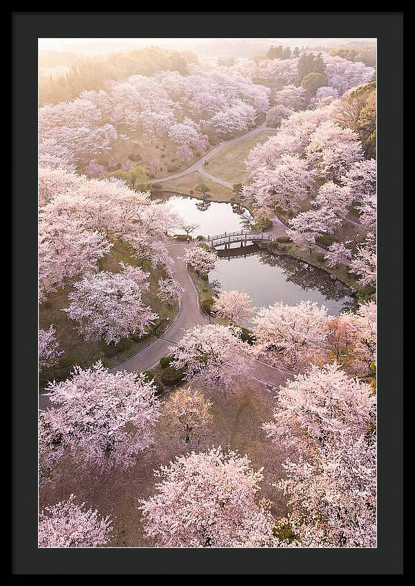Blossom Canopy From Above