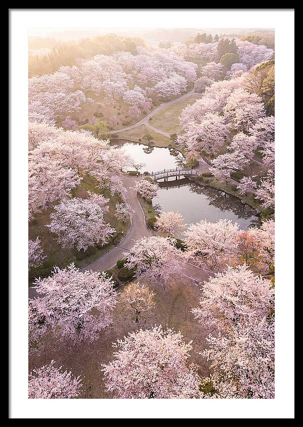 Blossom Canopy From Above