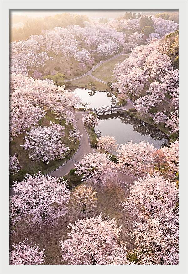 Blossom Canopy From Above