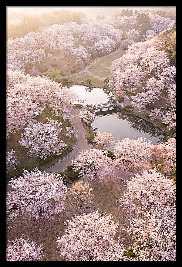 Blossom Canopy From Above