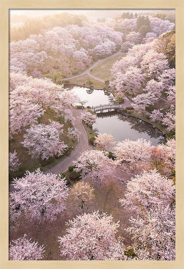 Blossom Canopy From Above