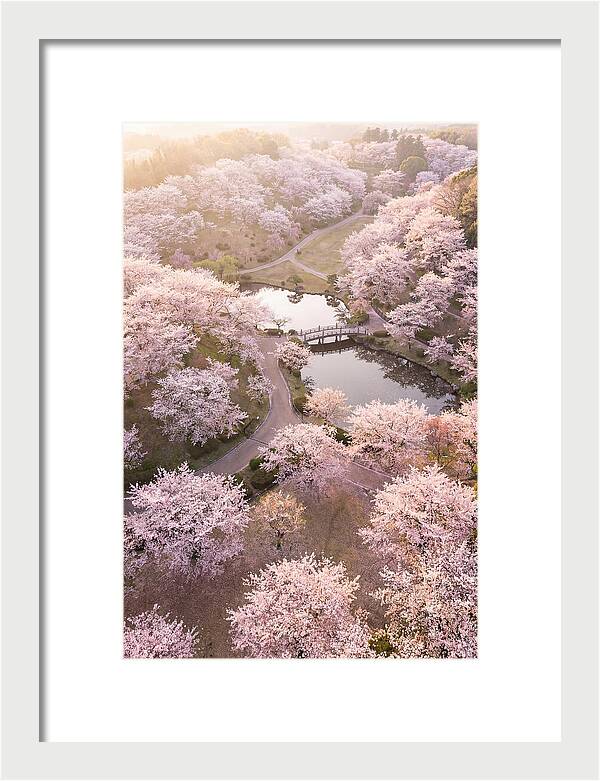 Blossom Canopy From Above