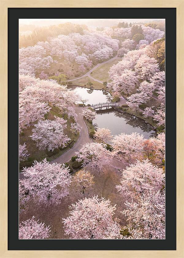 Blossom Canopy From Above
