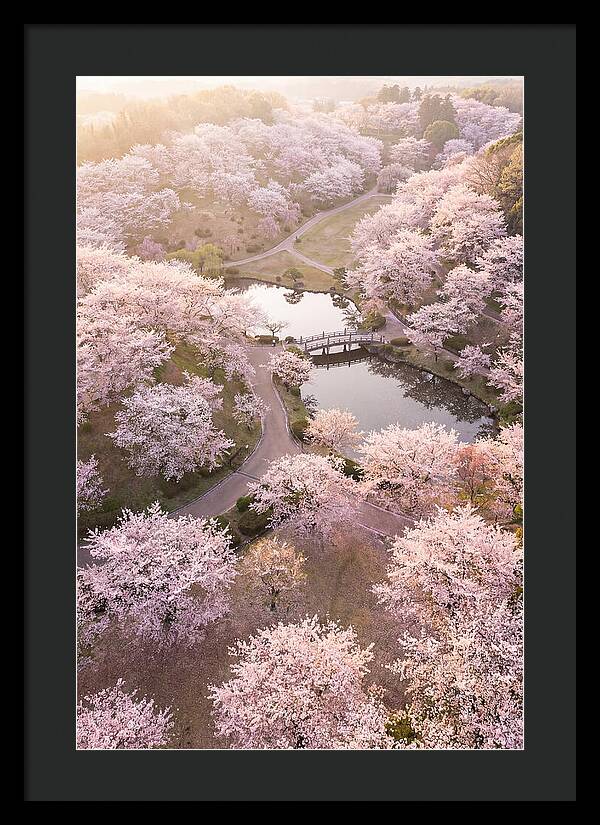 Blossom Canopy From Above