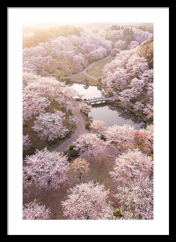 Blossom Canopy From Above