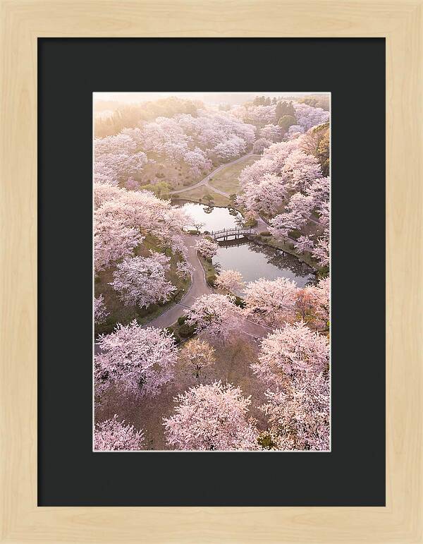 Blossom Canopy From Above