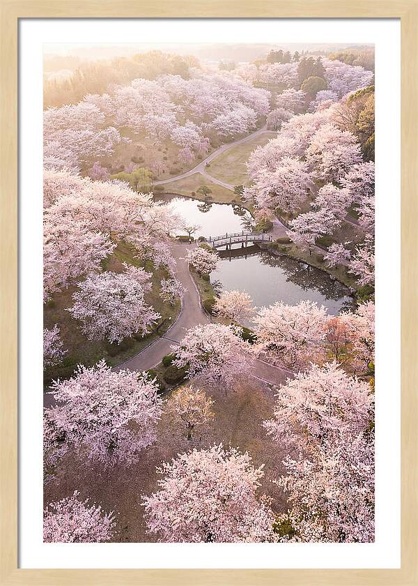 Blossom Canopy From Above