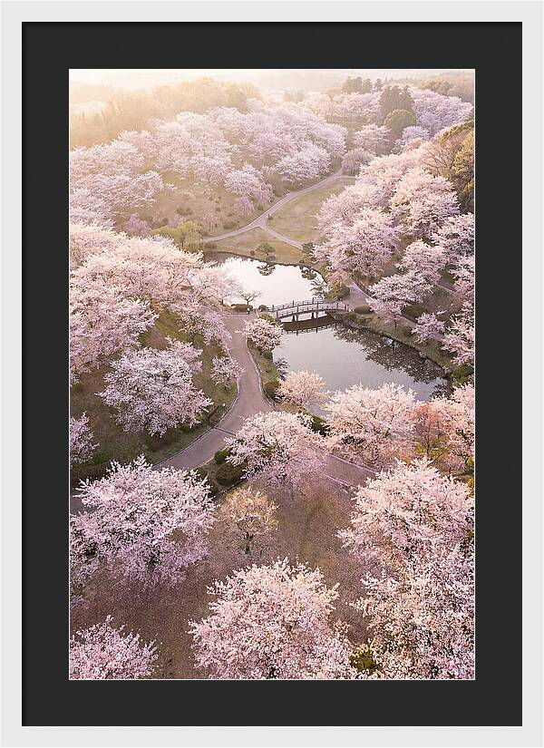 Blossom Canopy From Above
