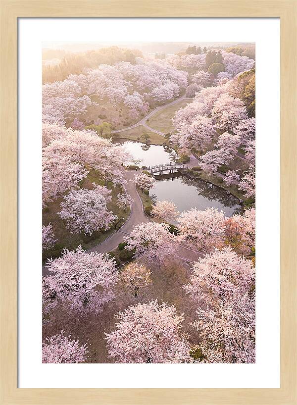 Blossom Canopy From Above
