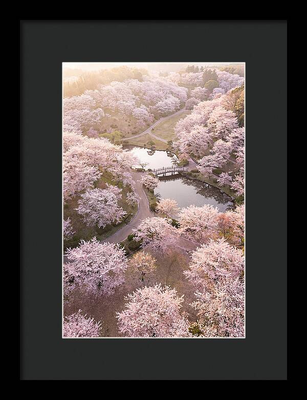 Blossom Canopy From Above