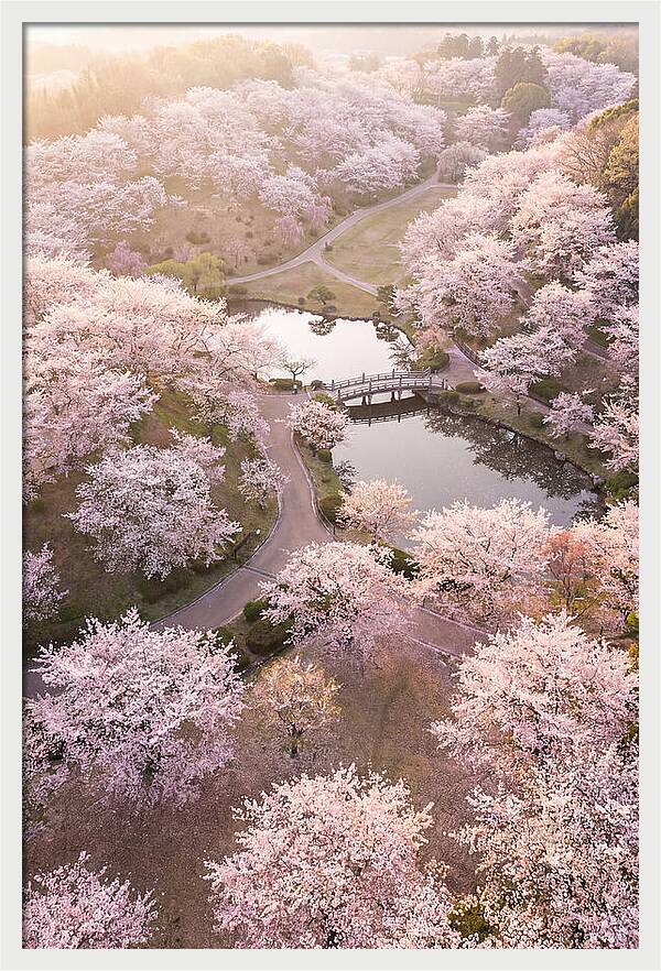 Blossom Canopy From Above
