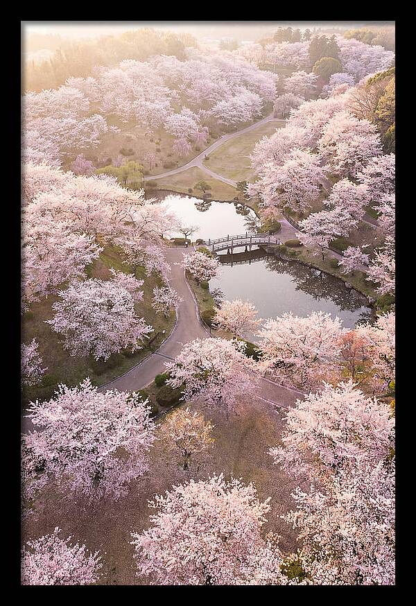 Blossom Canopy From Above