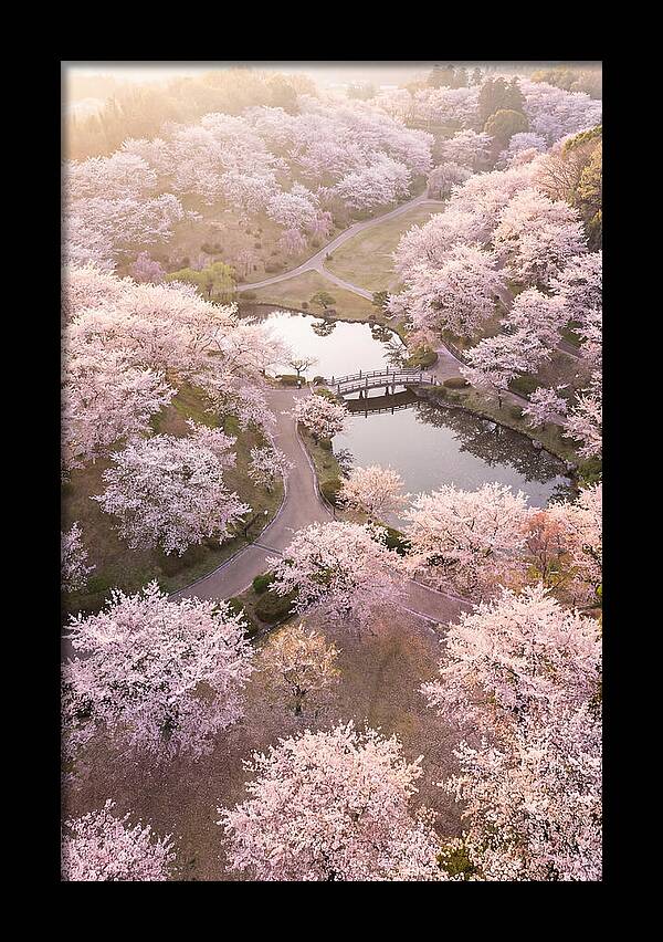Blossom Canopy From Above