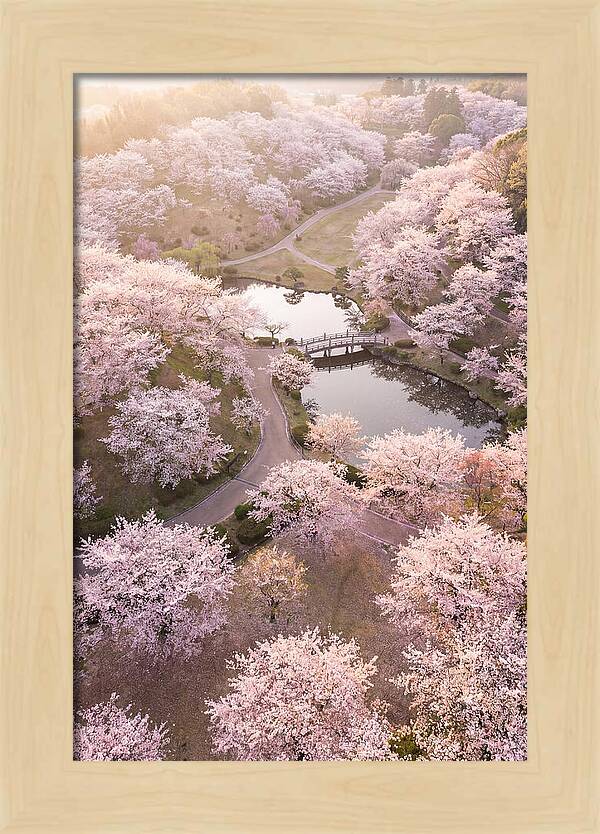 Blossom Canopy From Above
