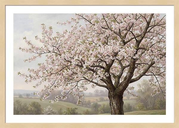 Blossoming Tree Under
