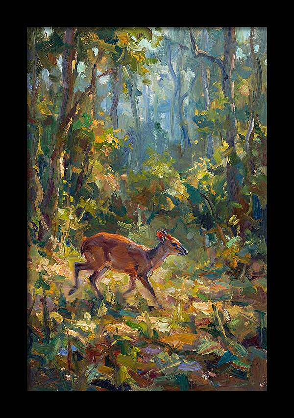 Blue Duiker In The Forest