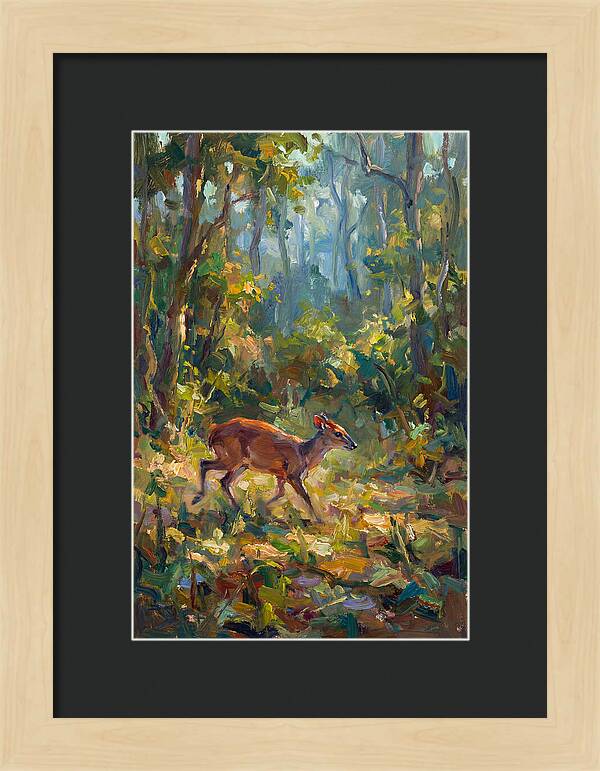 Blue Duiker In The Forest