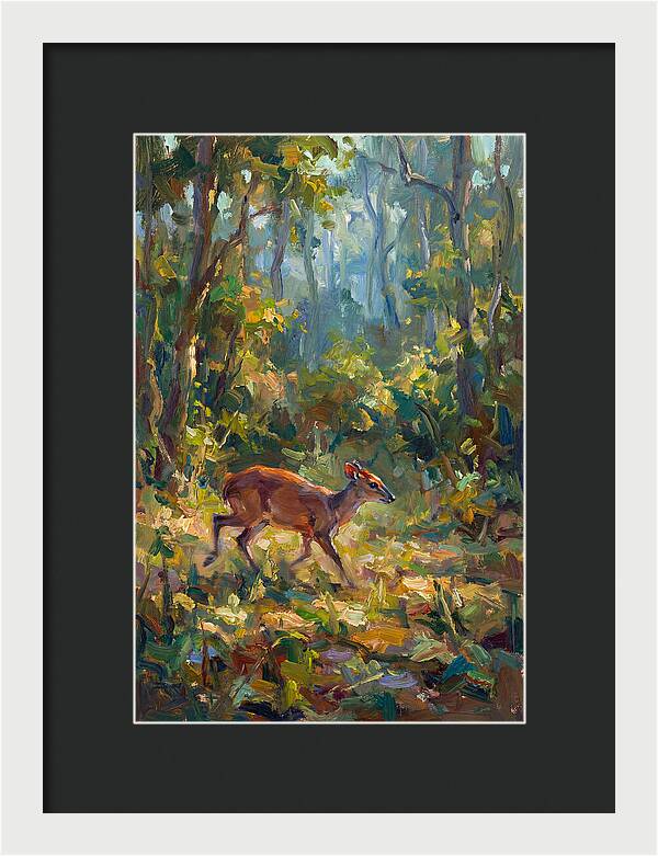 Blue Duiker In The Forest