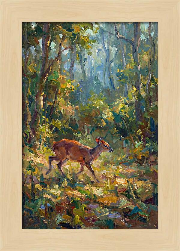 Blue Duiker In The Forest