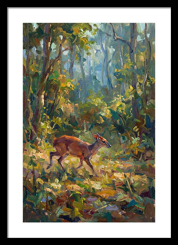 Blue Duiker In The Forest