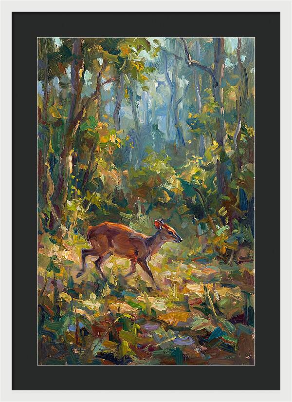 Blue Duiker In The Forest