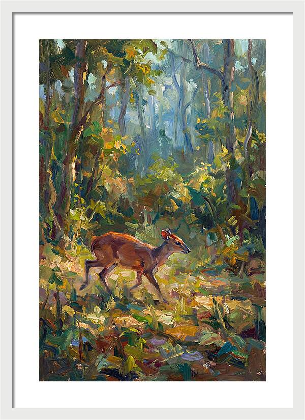 Blue Duiker In The Forest
