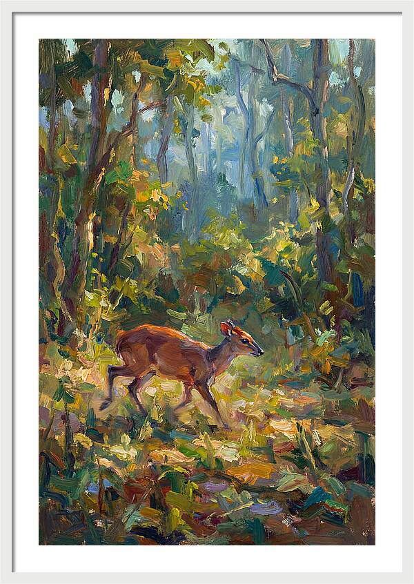 Blue Duiker In The Forest