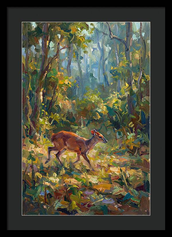 Blue Duiker In The Forest