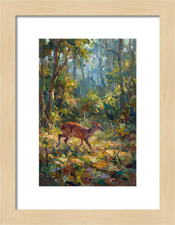 Blue Duiker In The Forest
