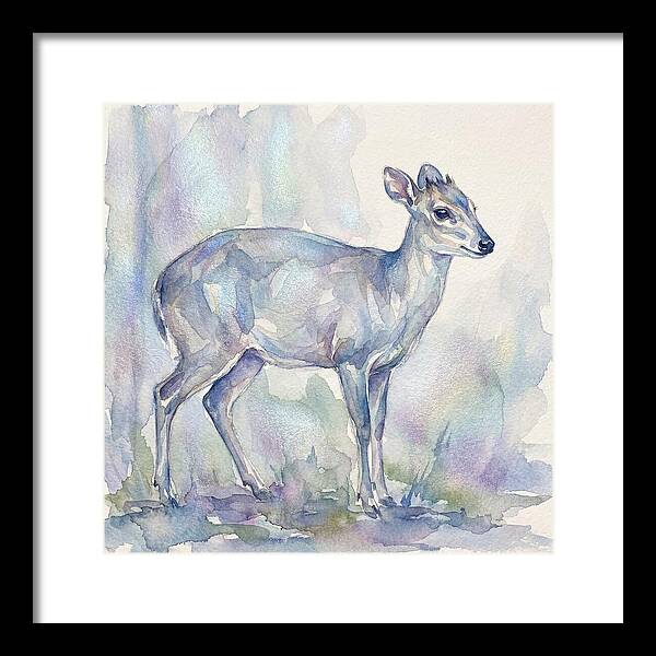 Blue Duiker In Watercolor