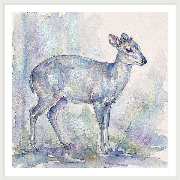 Blue Duiker In Watercolor