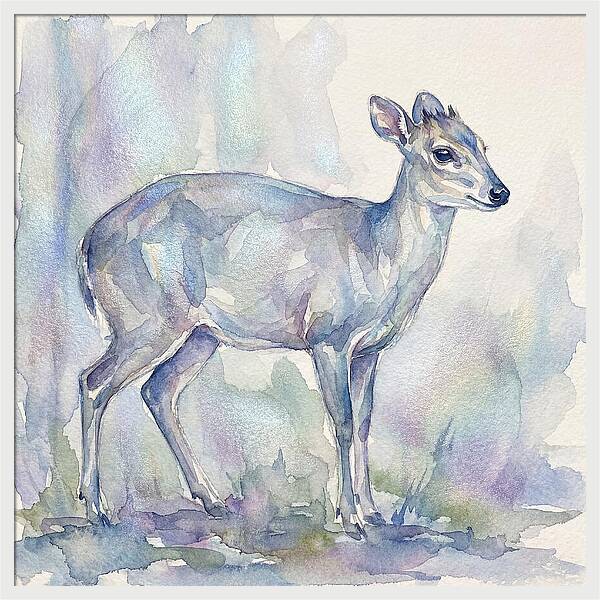 Blue Duiker In Watercolor