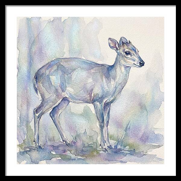 Blue Duiker In Watercolor