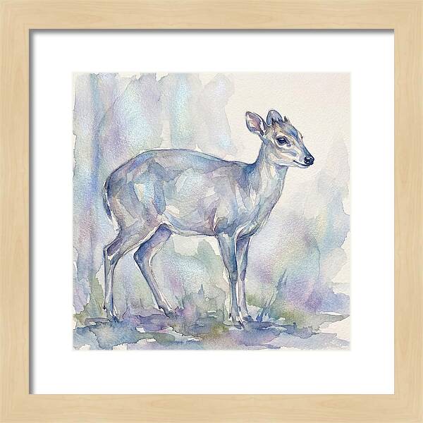 Blue Duiker In Watercolor