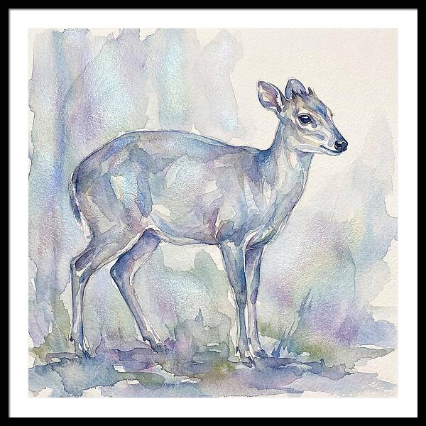 Blue Duiker In Watercolor