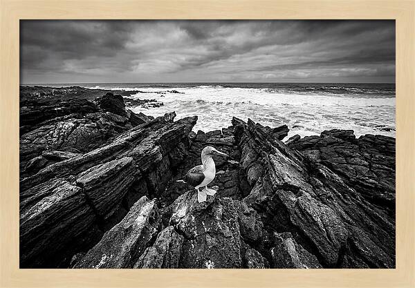 Blue Footed Booby On Rocky Island