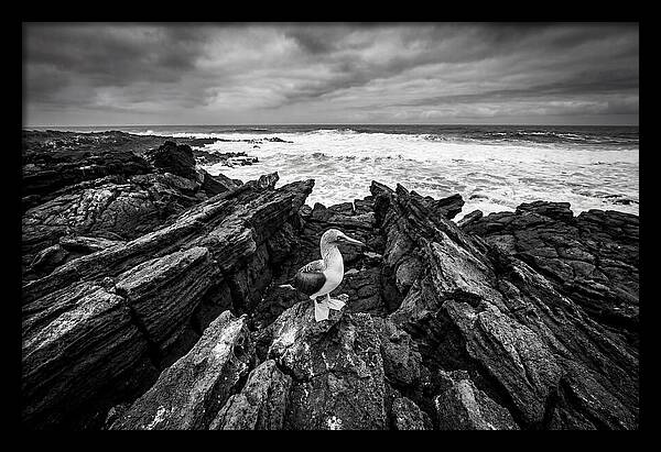 Blue Footed Booby On Rocky Island