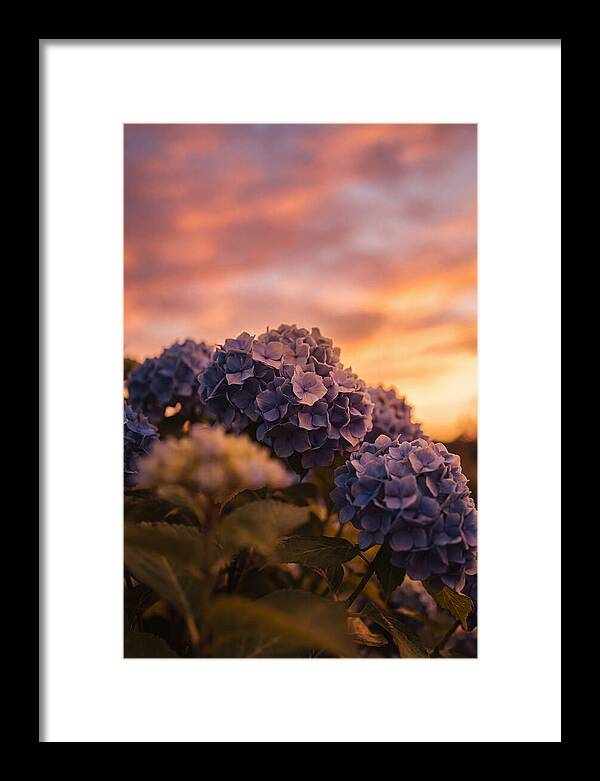 Blue Hydrangea Blooms At Sunset