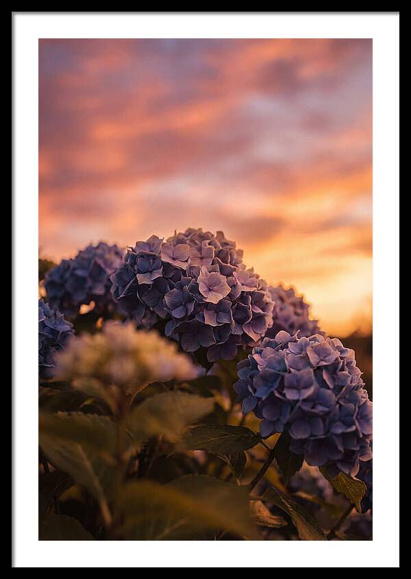 Blue Hydrangea Blooms At Sunset