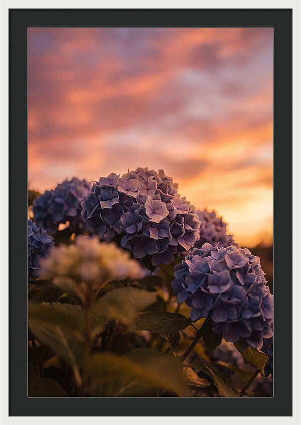 Blue Hydrangea Blooms At Sunset