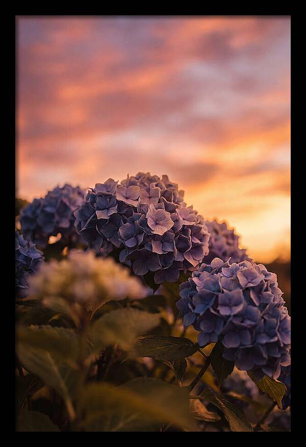 Blue Hydrangea Blooms At Sunset