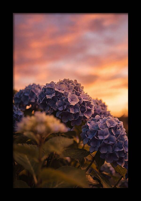 Blue Hydrangea Blooms At Sunset