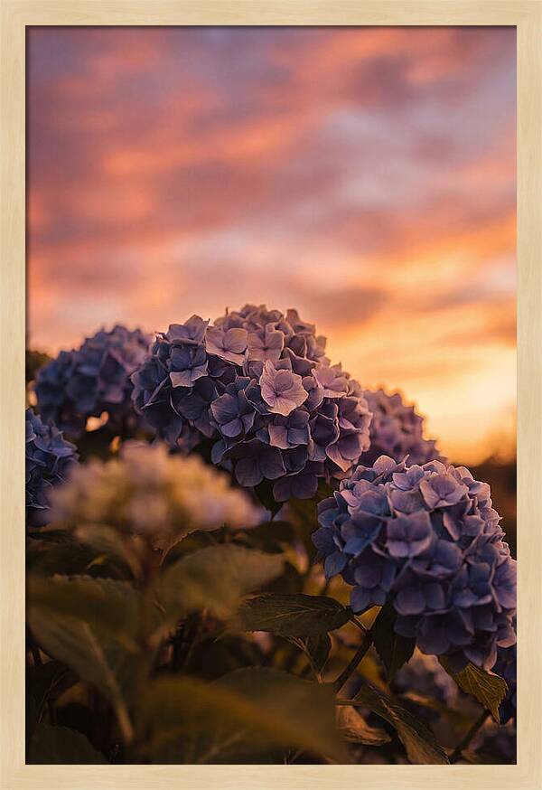 Blue Hydrangea Blooms At Sunset