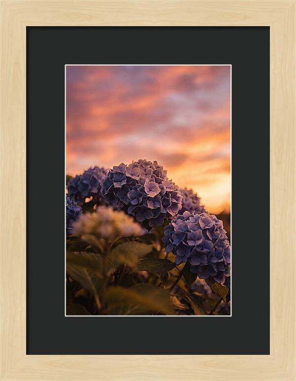 Blue Hydrangea Blooms At Sunset