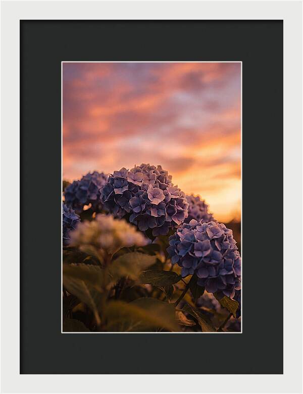 Blue Hydrangea Blooms At Sunset