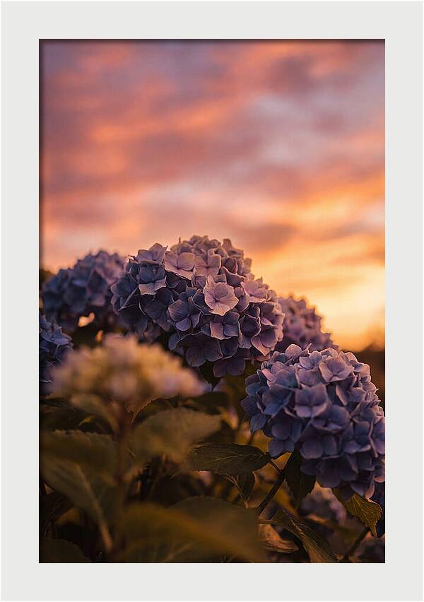 Blue Hydrangea Blooms At Sunset