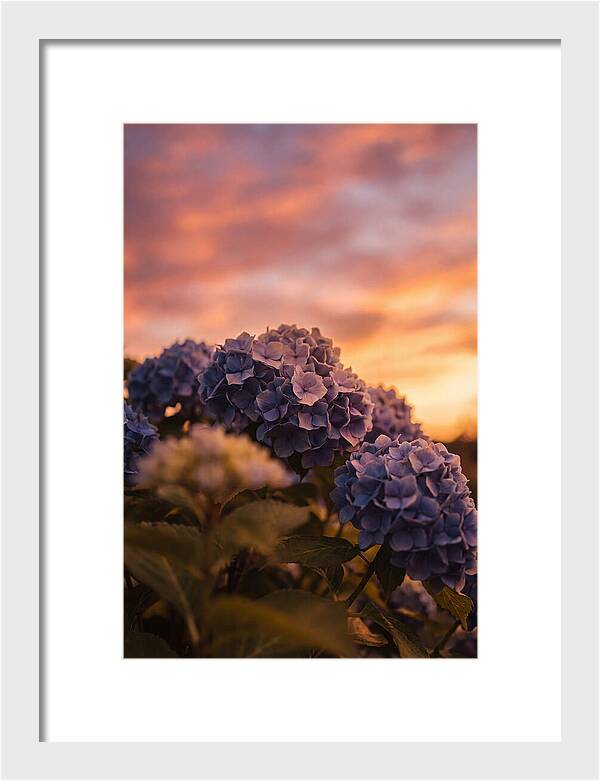 Blue Hydrangea Blooms At Sunset