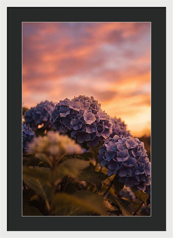 Blue Hydrangea Blooms At Sunset