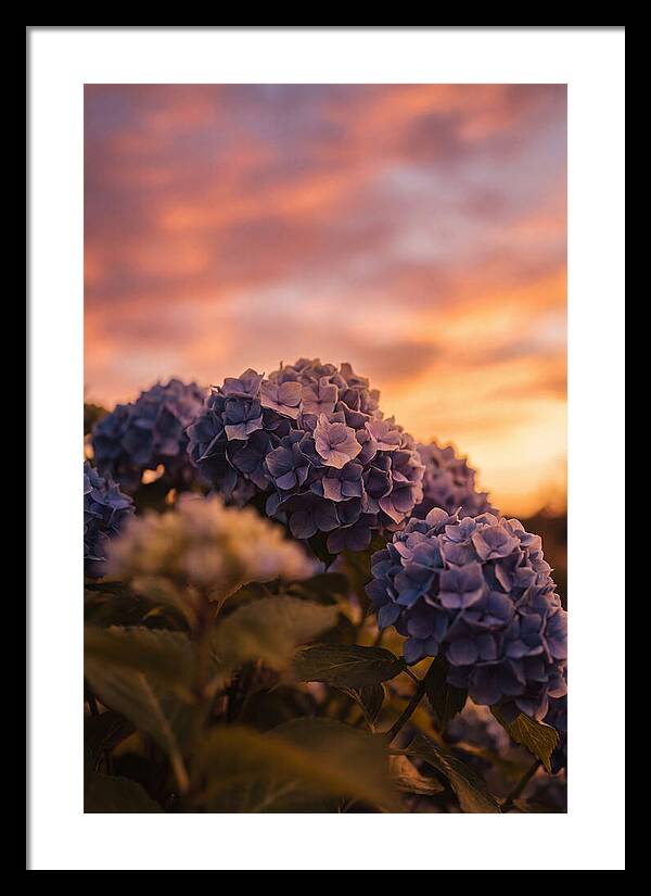 Blue Hydrangea Blooms At Sunset