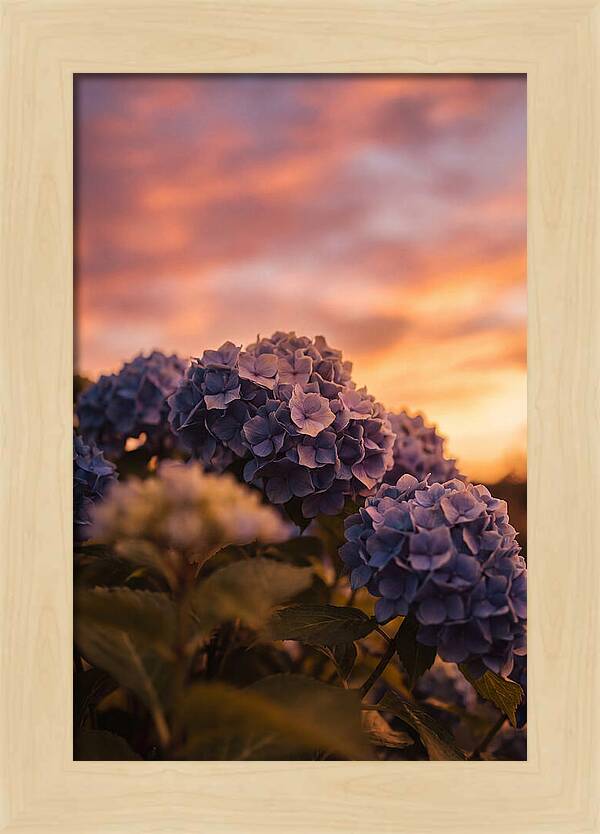 Blue Hydrangea Blooms At Sunset